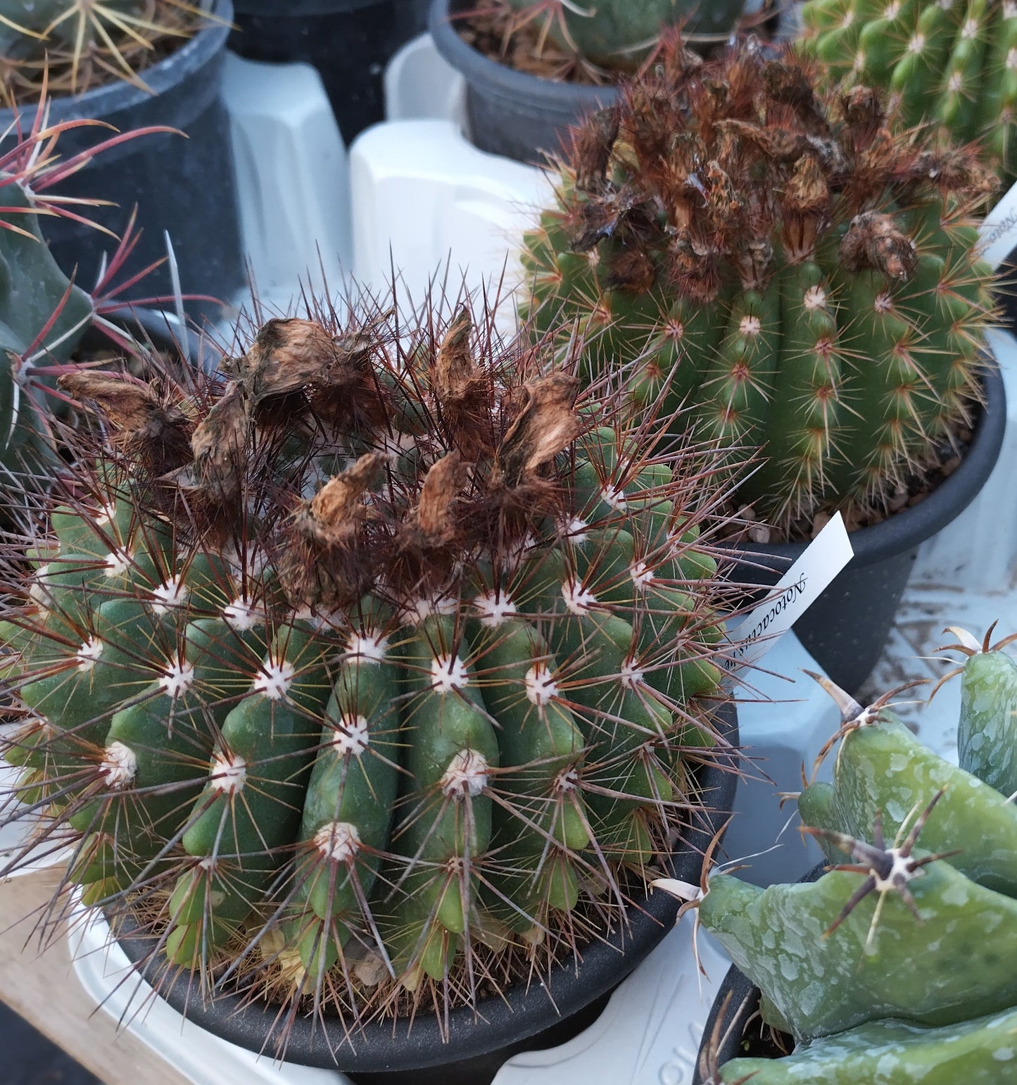 Notocactus herteri