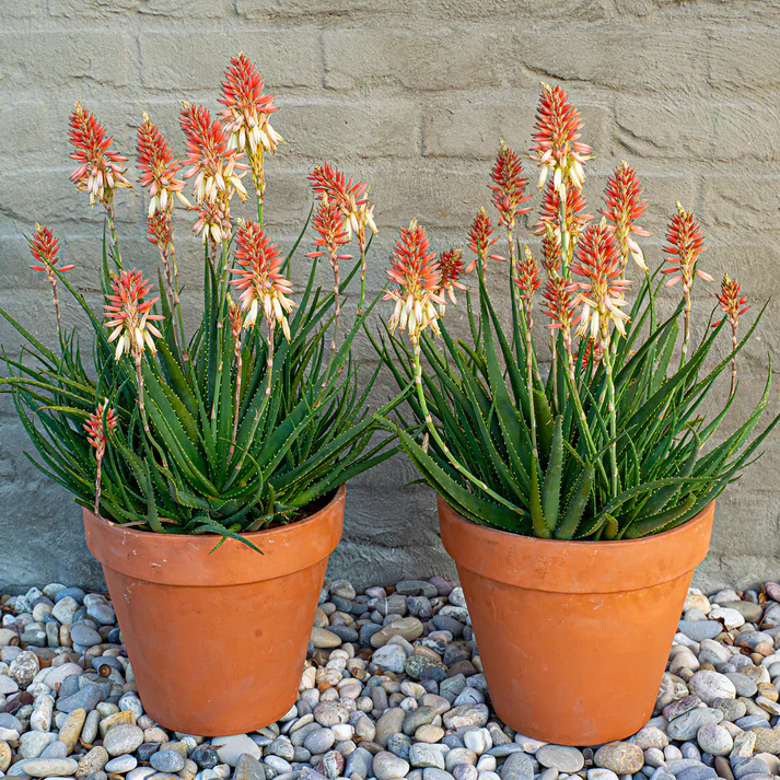 Aloe Safari Sunrise ®