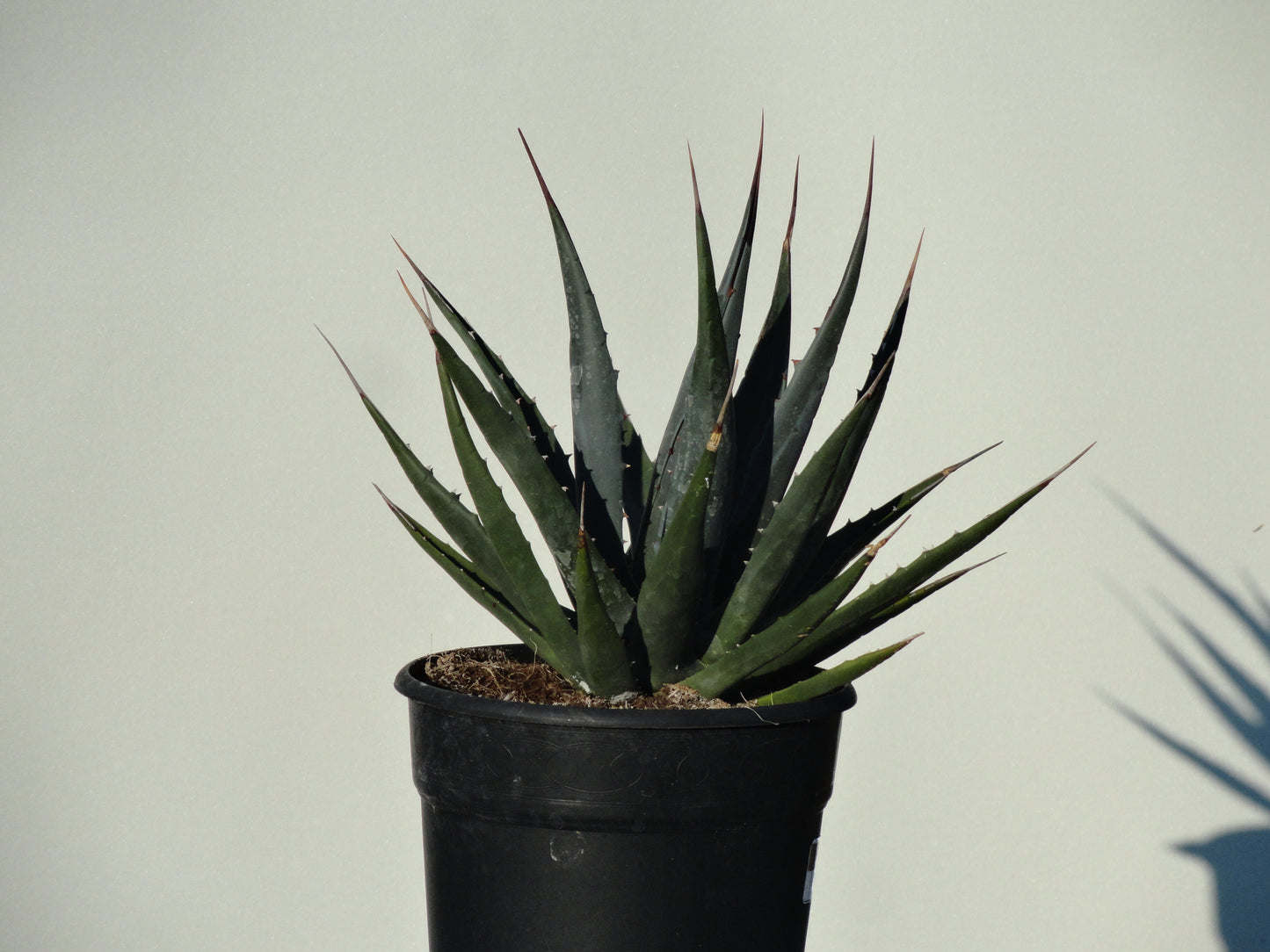 Agave utahensis