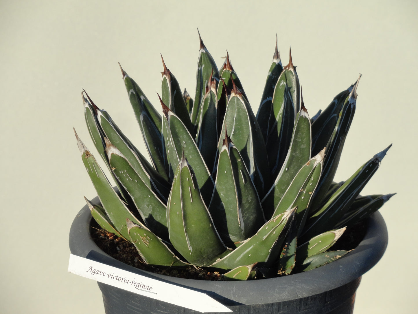 Agave victoria reginae