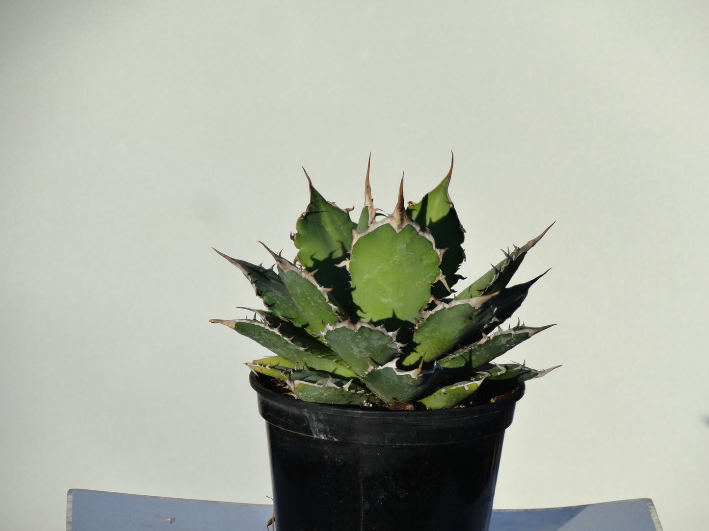 Agave titanota
