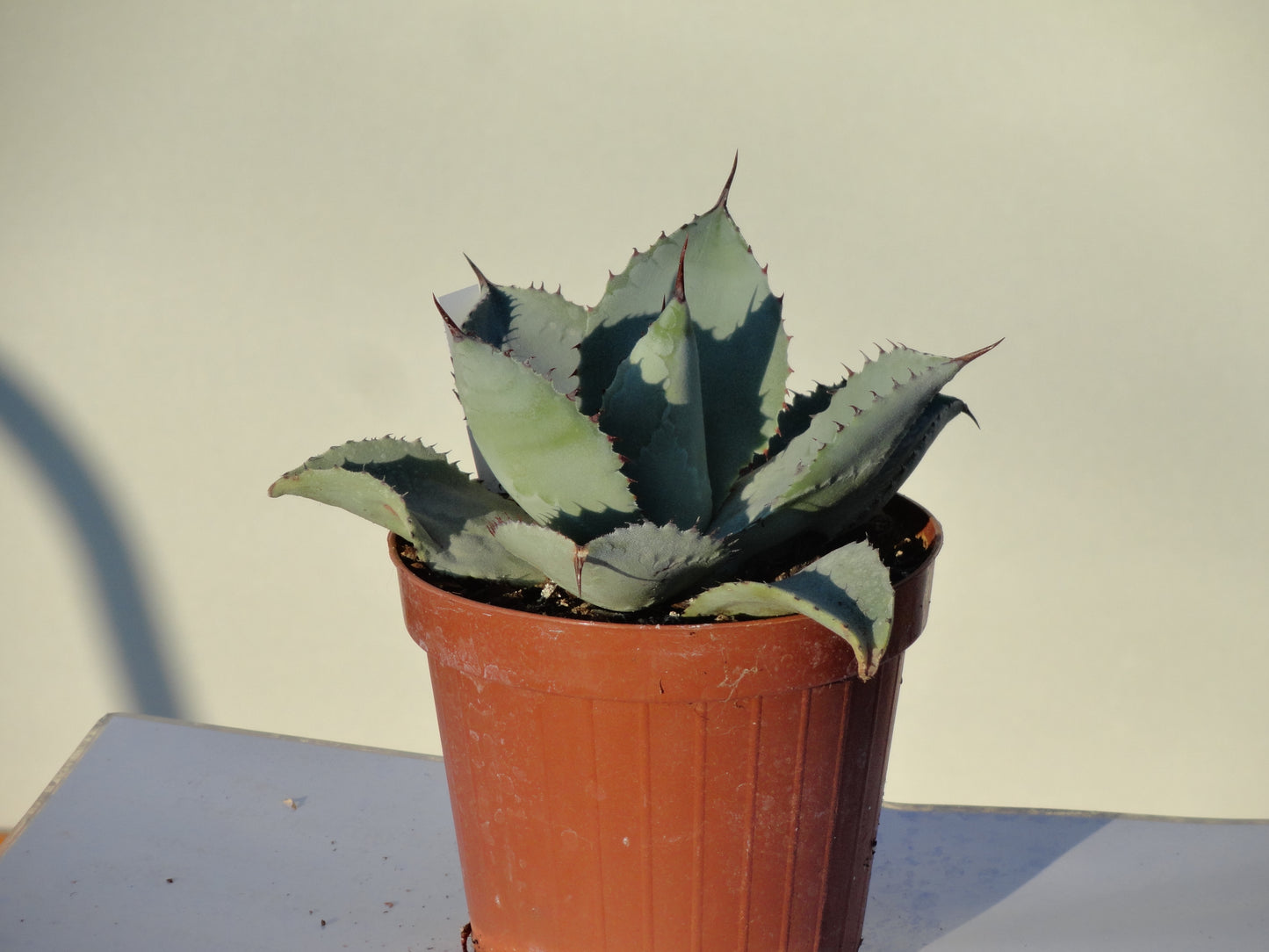 Agave pygmaea cv. dragon toes