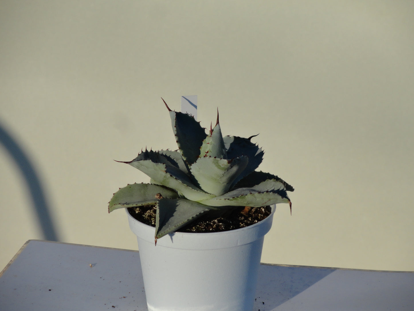 Agave pygmaea cv. dragon toes