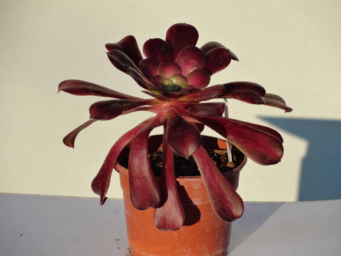 Aeonium 'Kilimanjaro'
