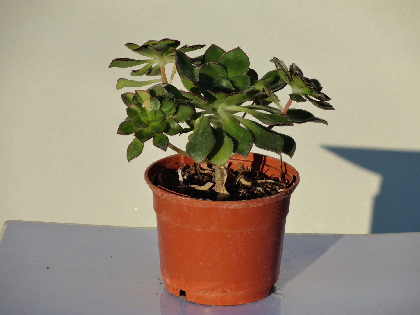 Aeonium 'Red Edge variegata'