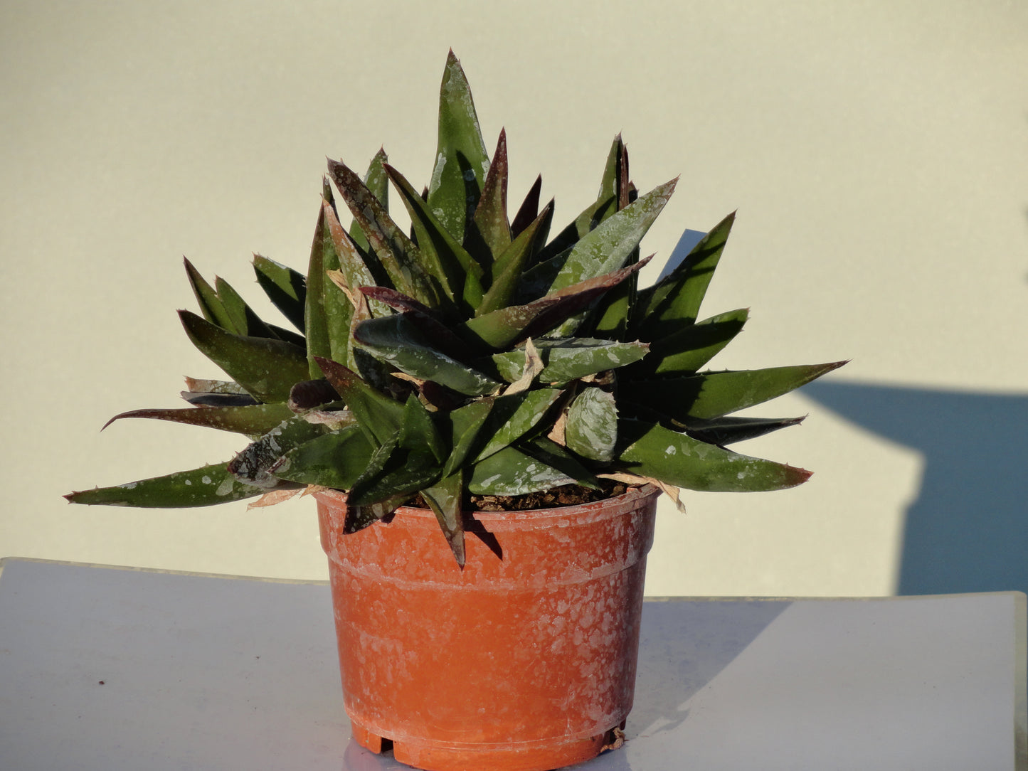 Alworthia x 'black gem'