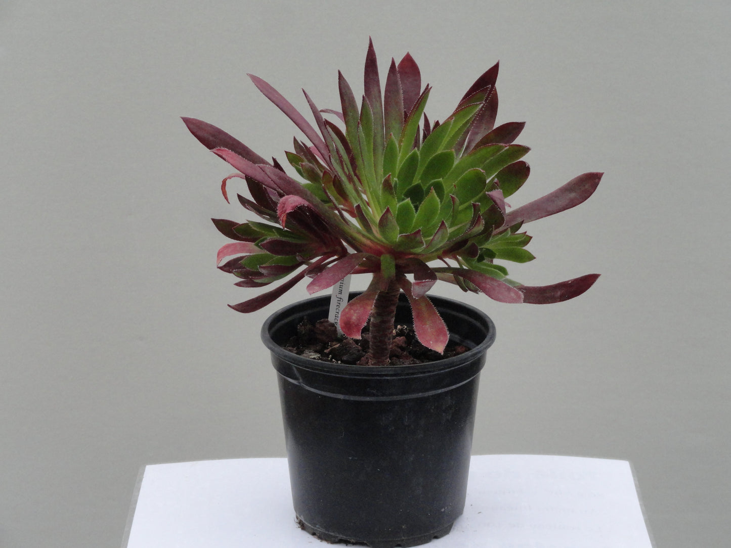 Aeonium 'Firecracker'