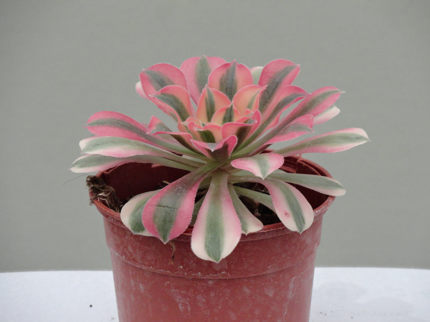 Aeonium 'Pinck With'