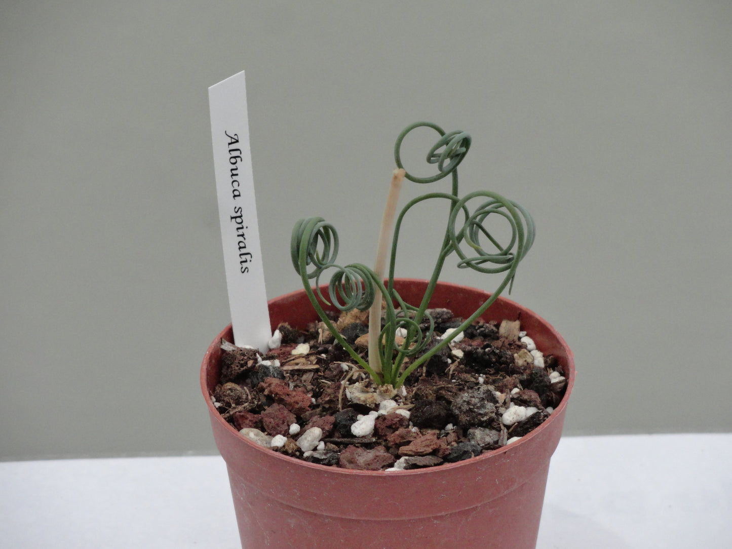 Albuca spiralis