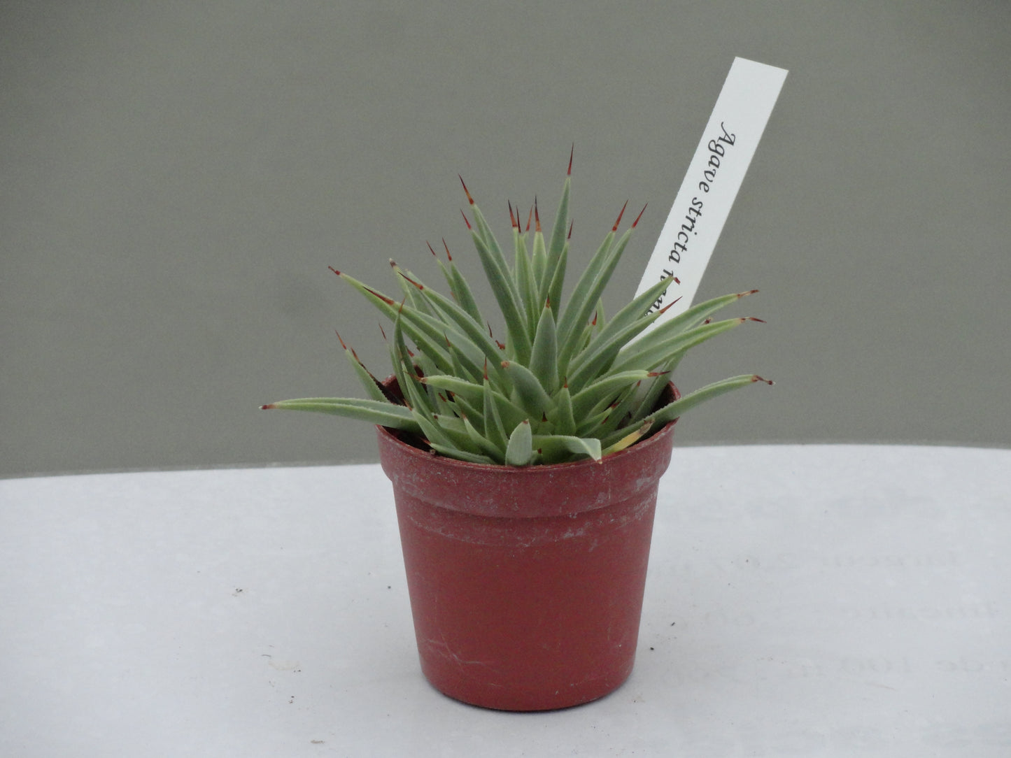 Agave stricta f. nana
