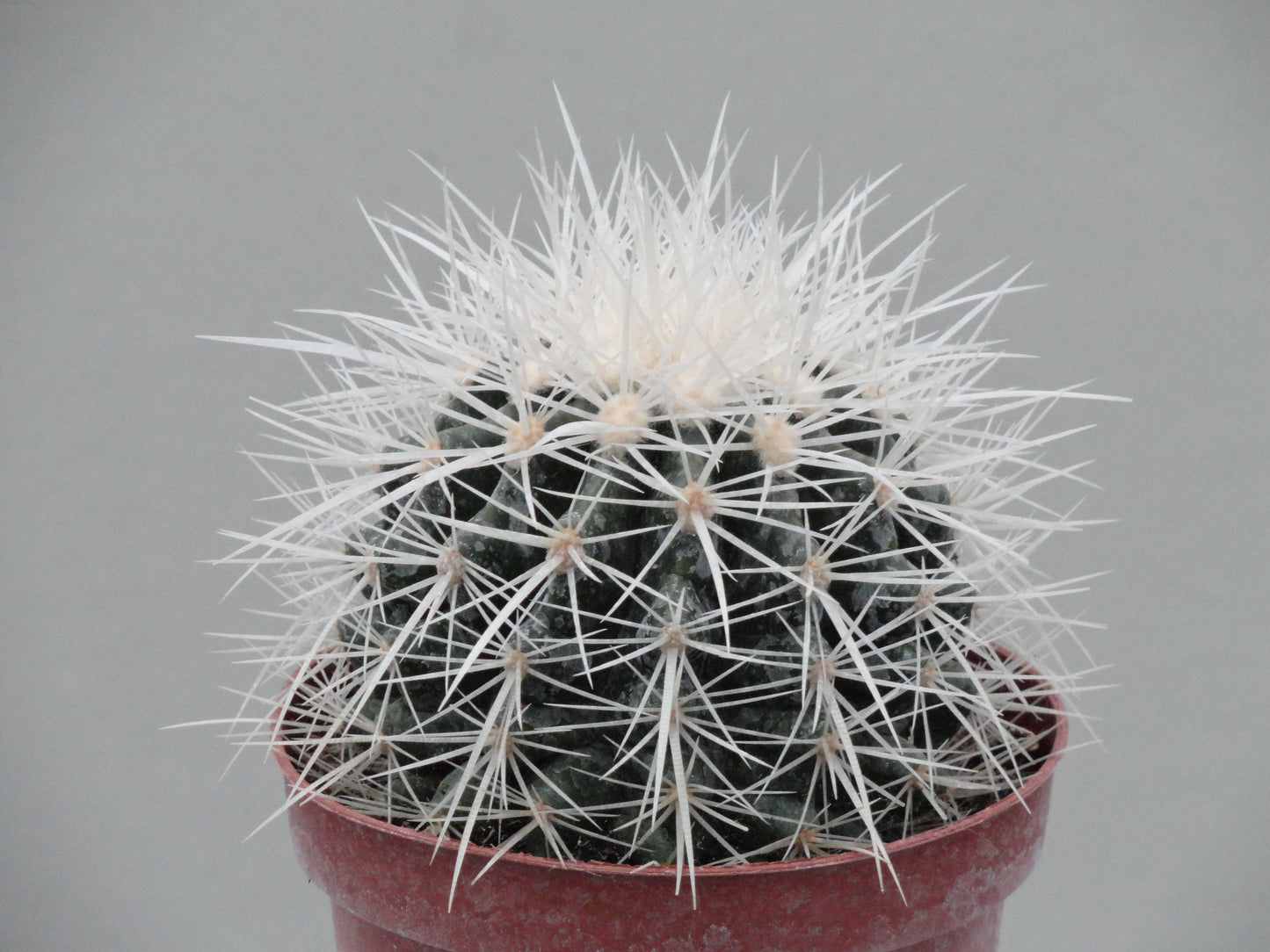 Echinocactus grusonii f. alba