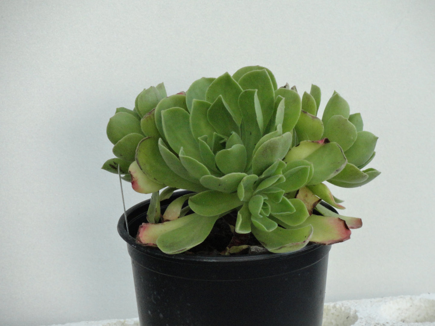 Aeonium 'Glutinosum'