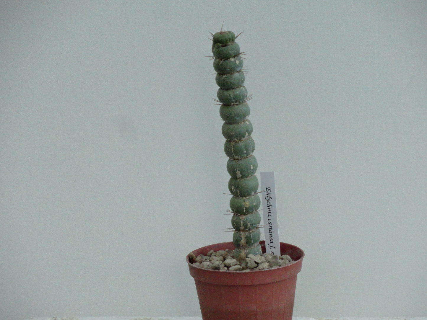 Eulychnia castanea f. spiralis