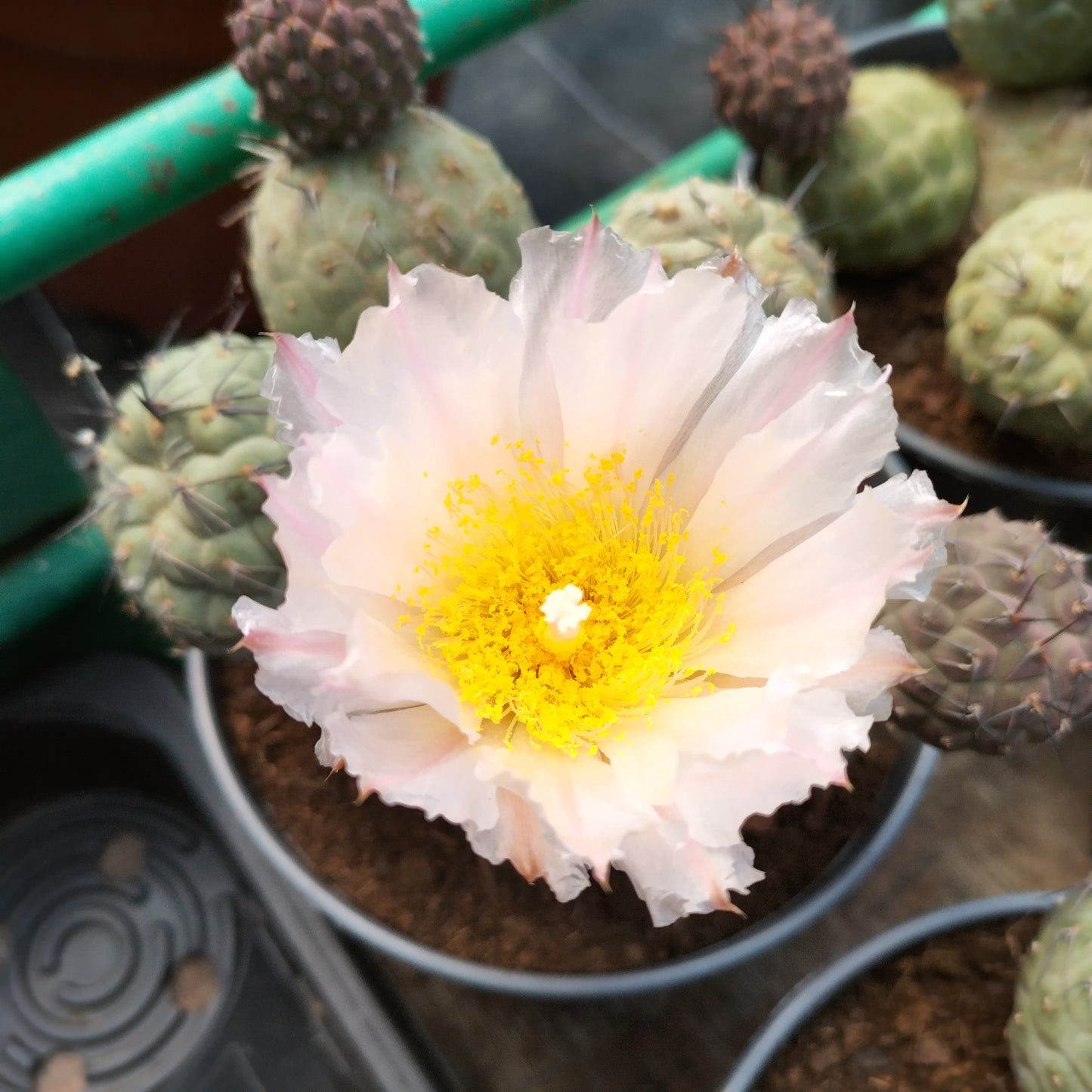Tephrocactus geometricus
