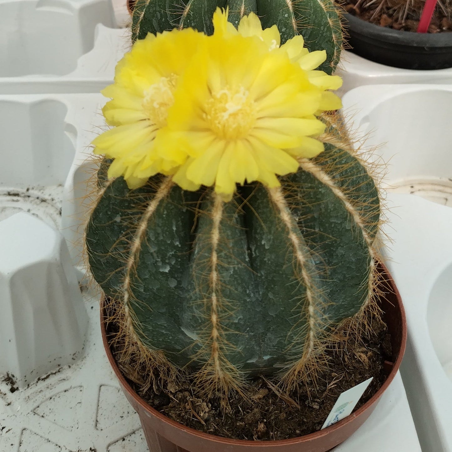 Notocactus magnificus