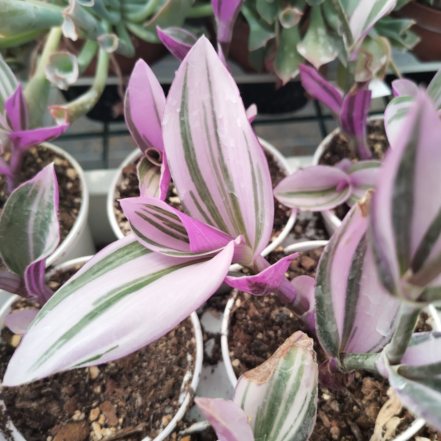 Tradescantia 'Albiflora Nanouk'