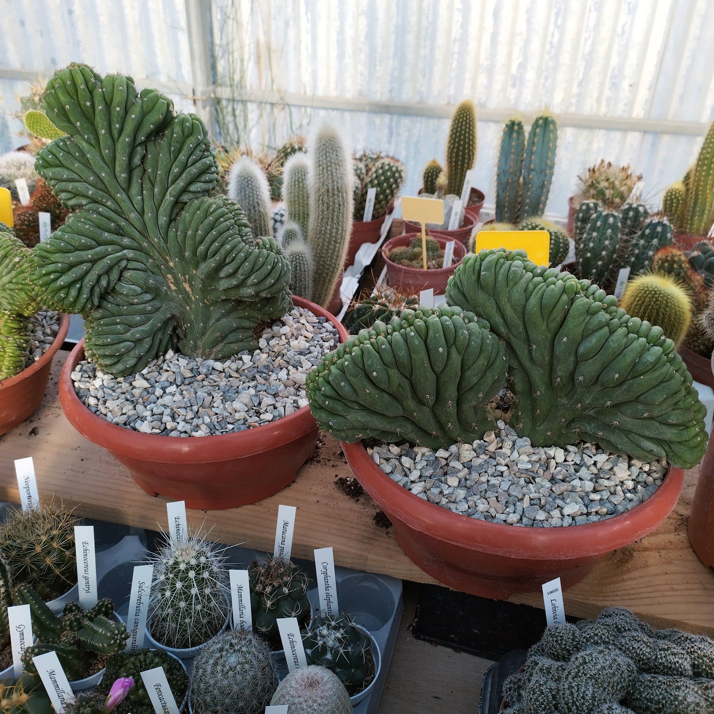 Trichocereus pachanoi f. cristata