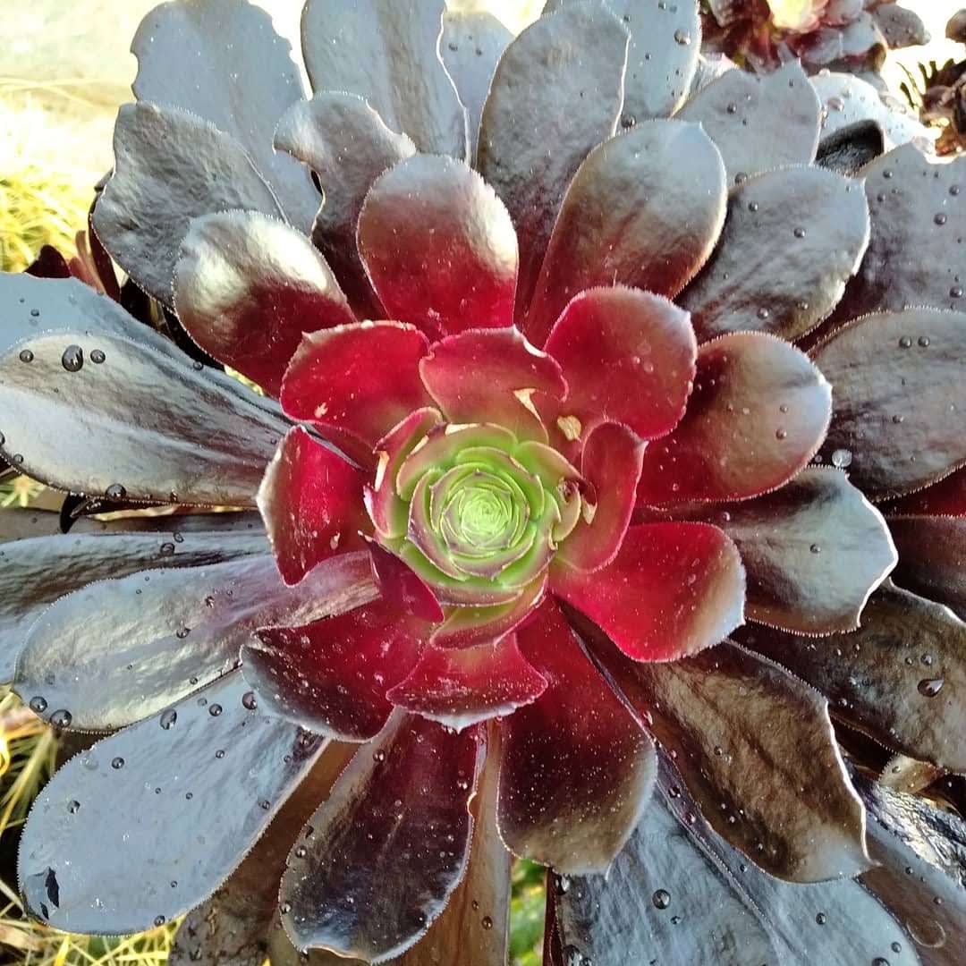 Aeonium 'Schwarzkopf'