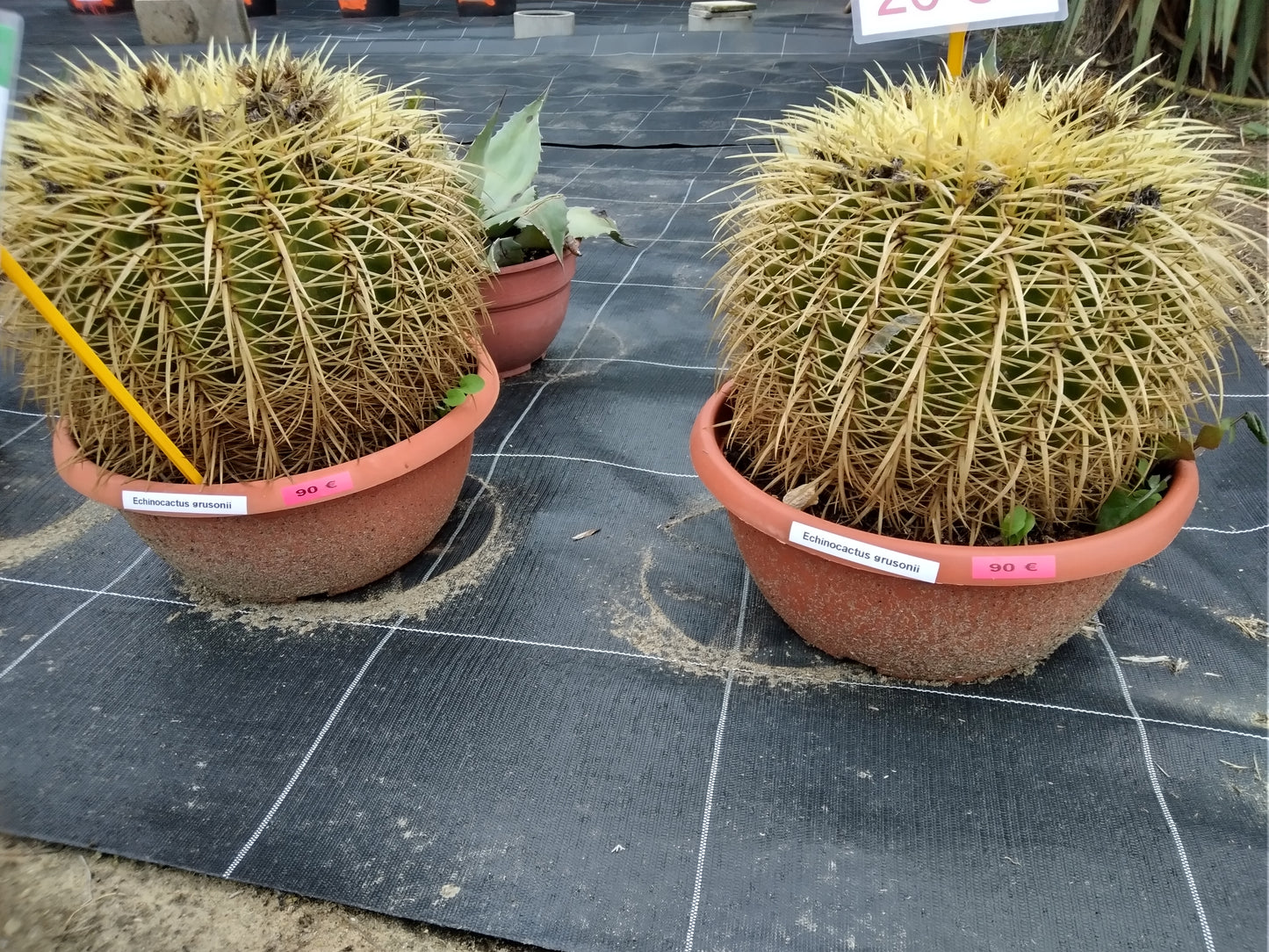 Echinocactus grusonii