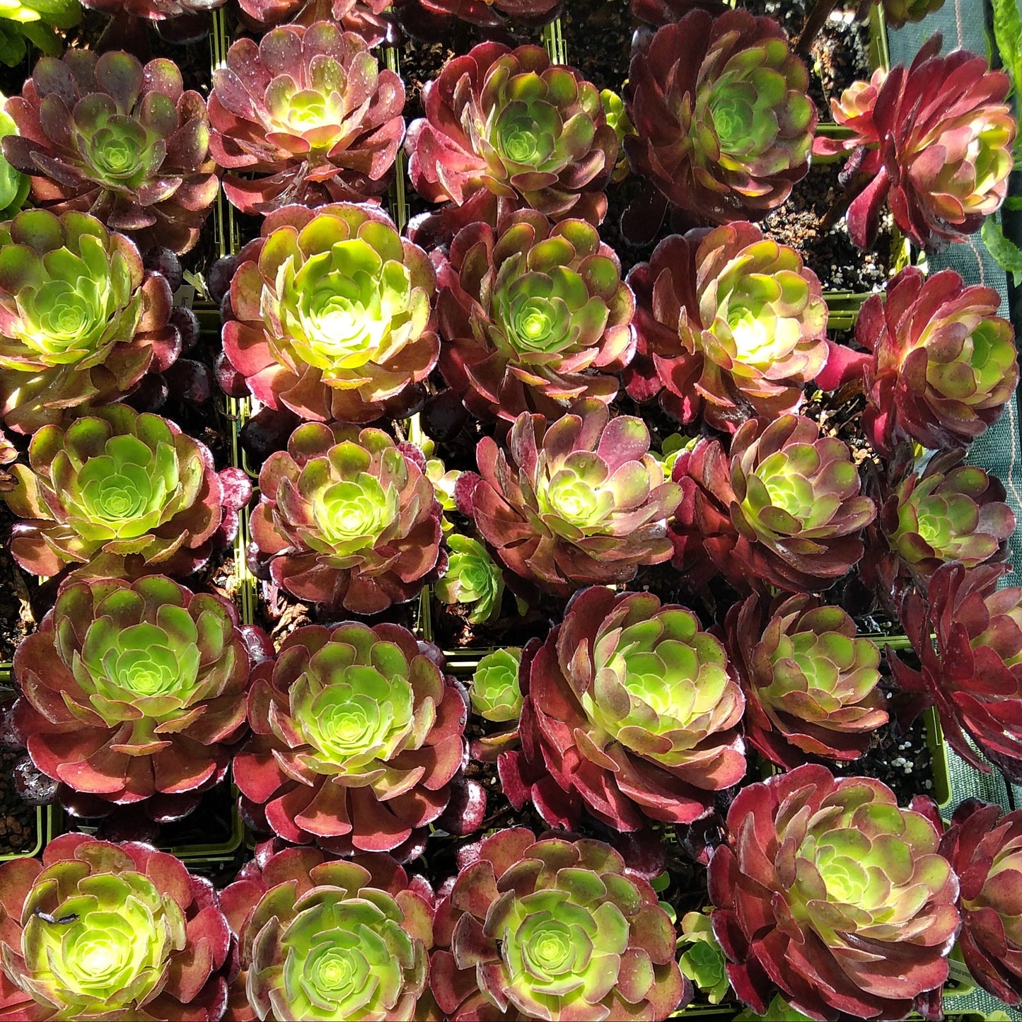Aeonium 'Velour'