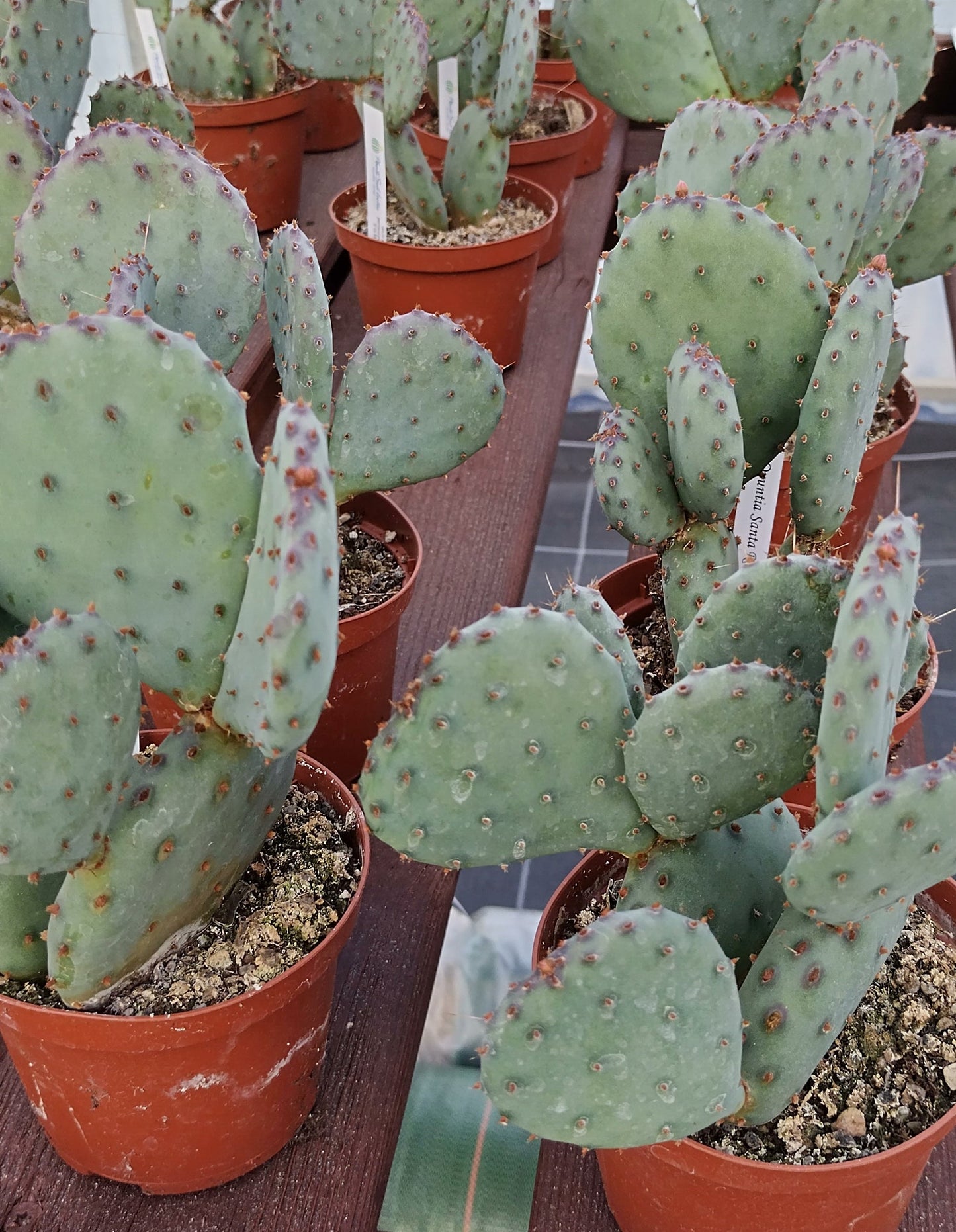 Opuntia 'Santa Rita'