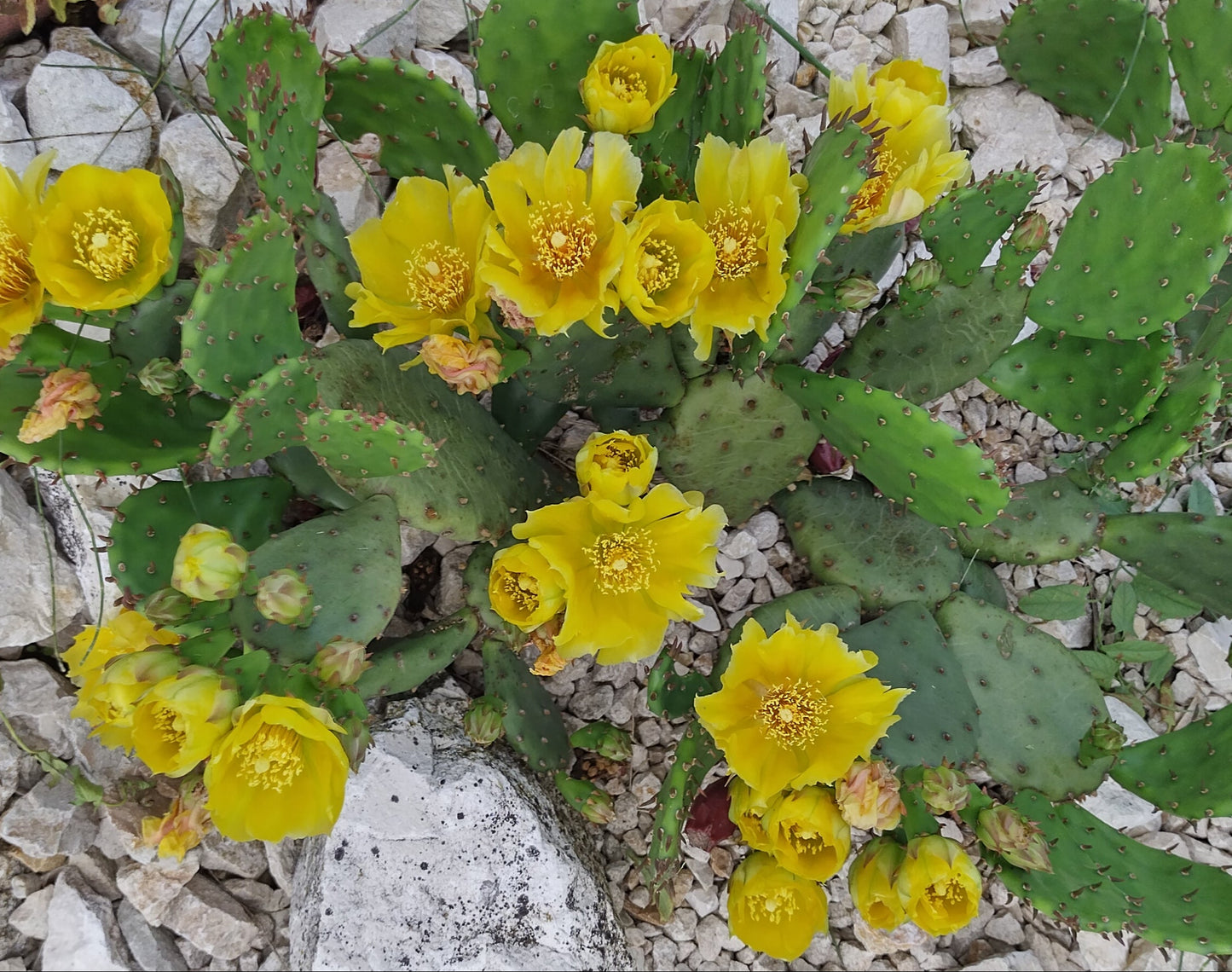 Opuntia humifusa