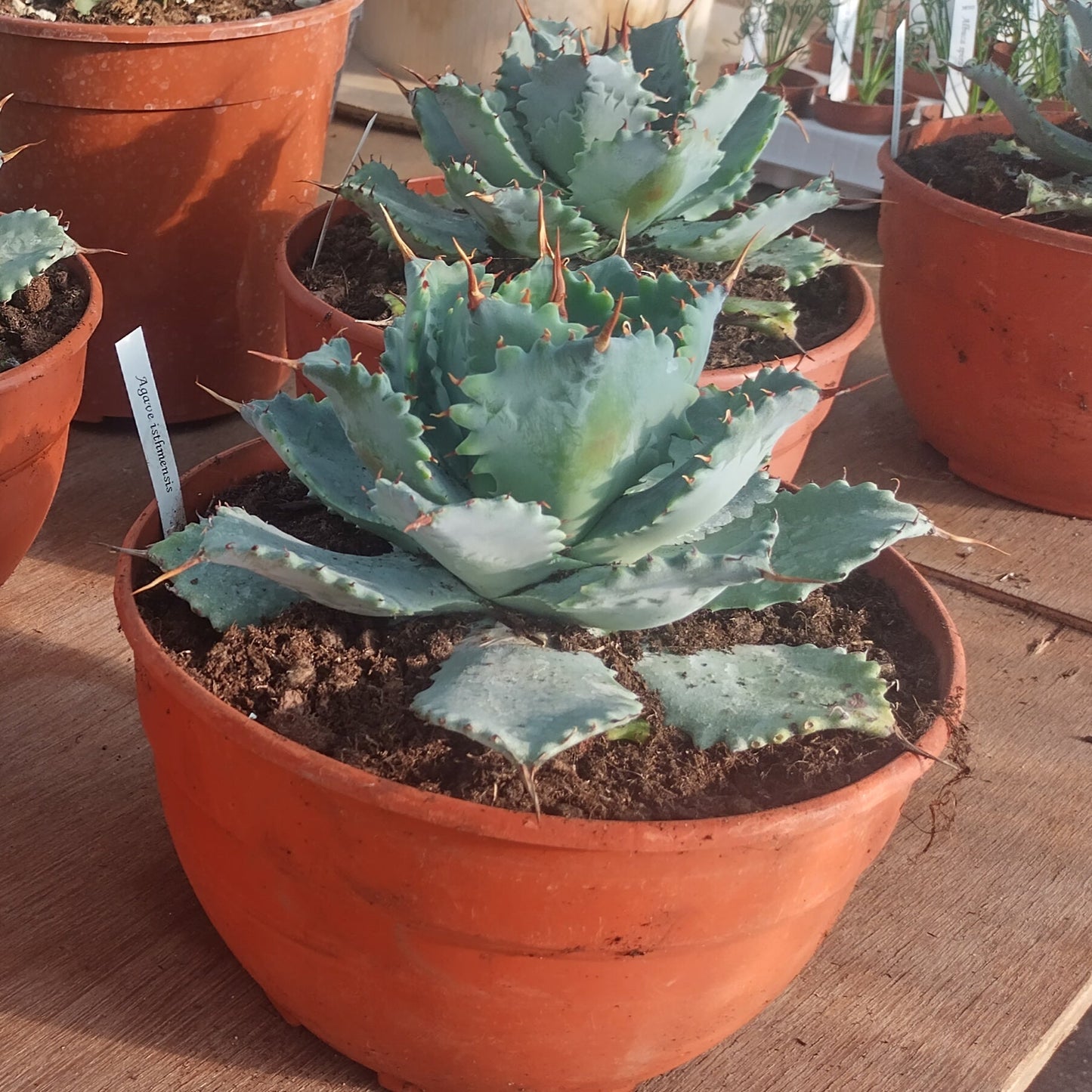 Agave isthmensis