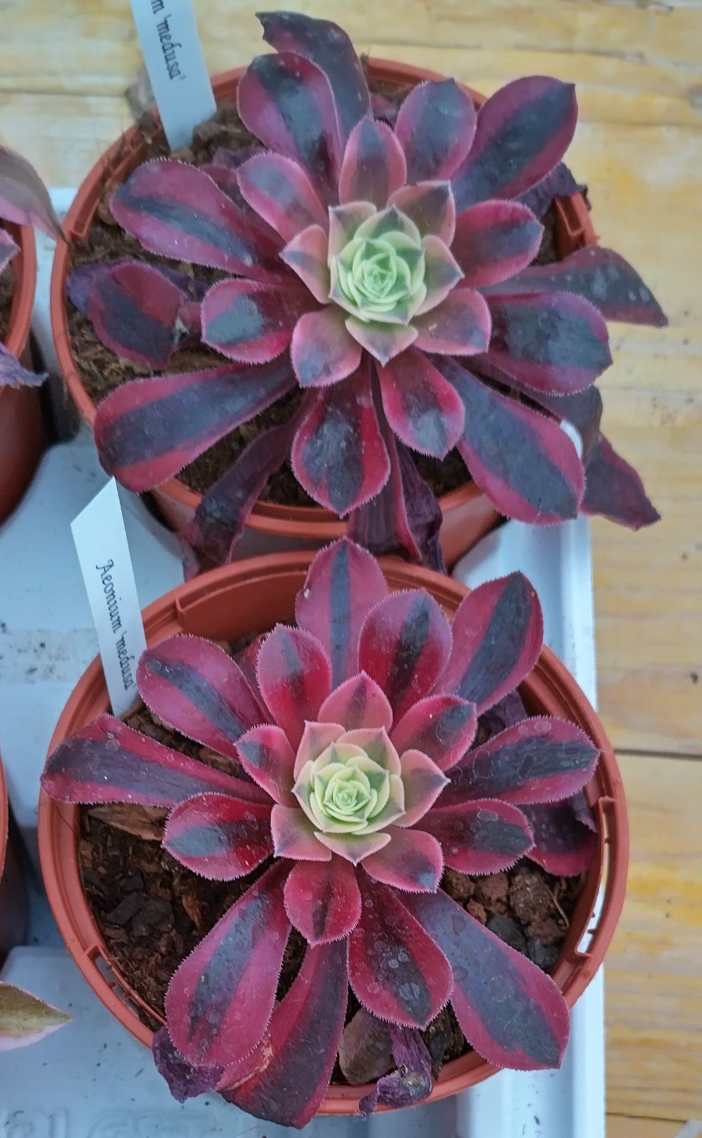 Aeonium 'Medusa'