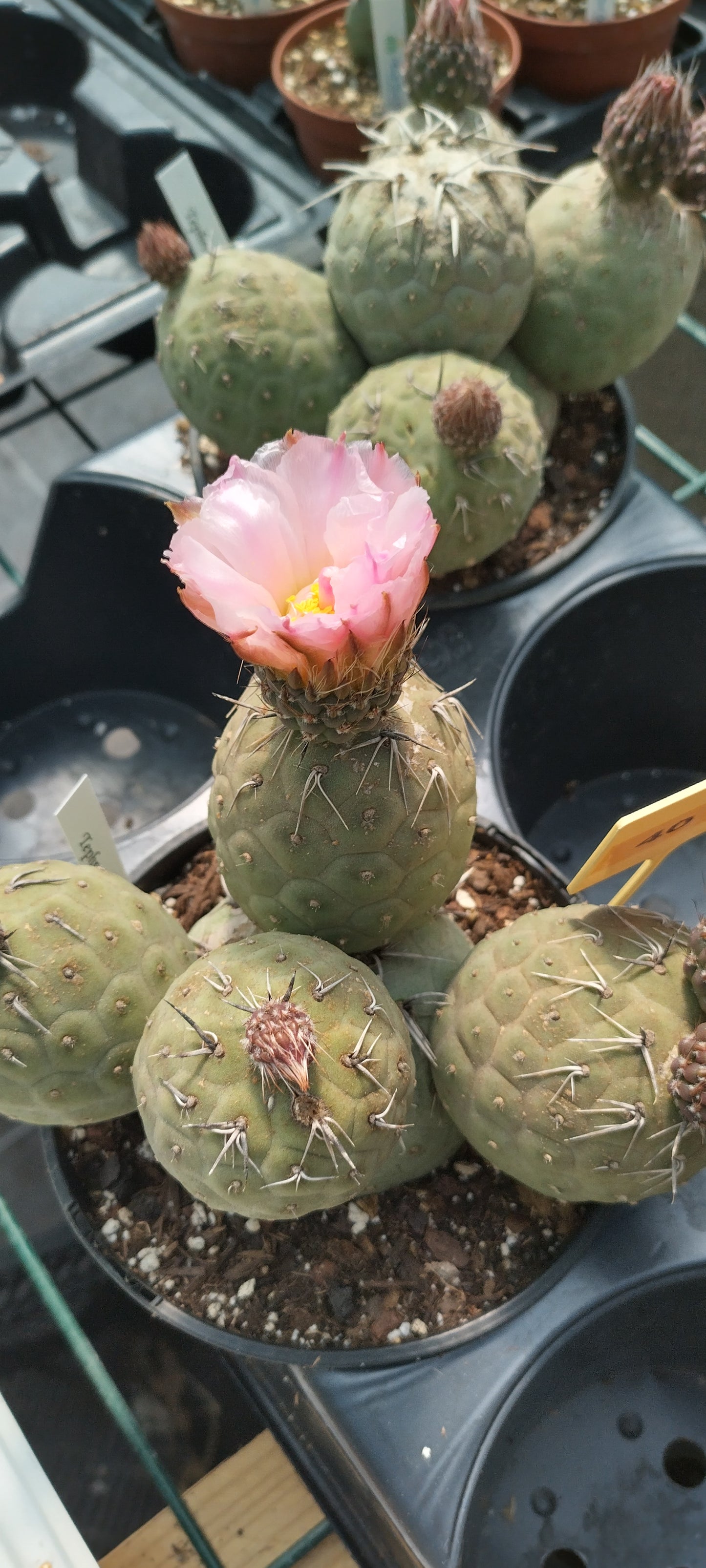 Tephrocactus geometricus