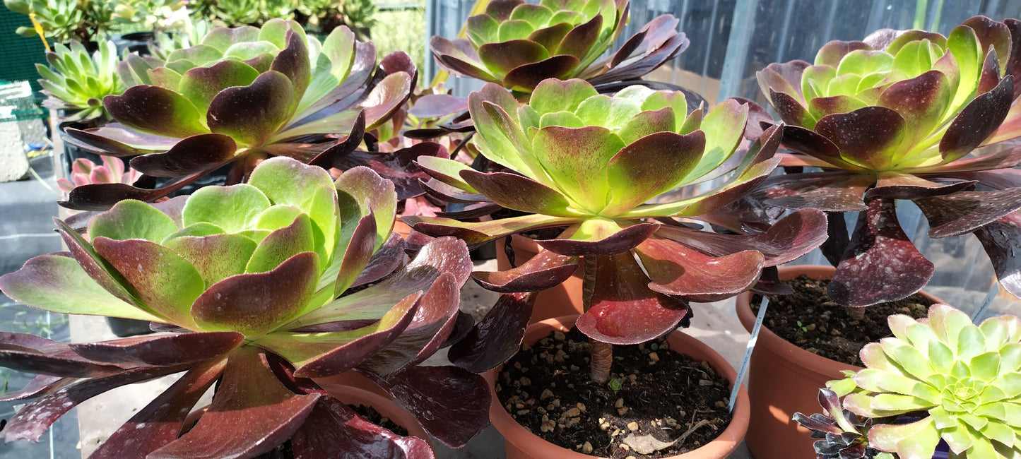 Samponium® 'Destiny'