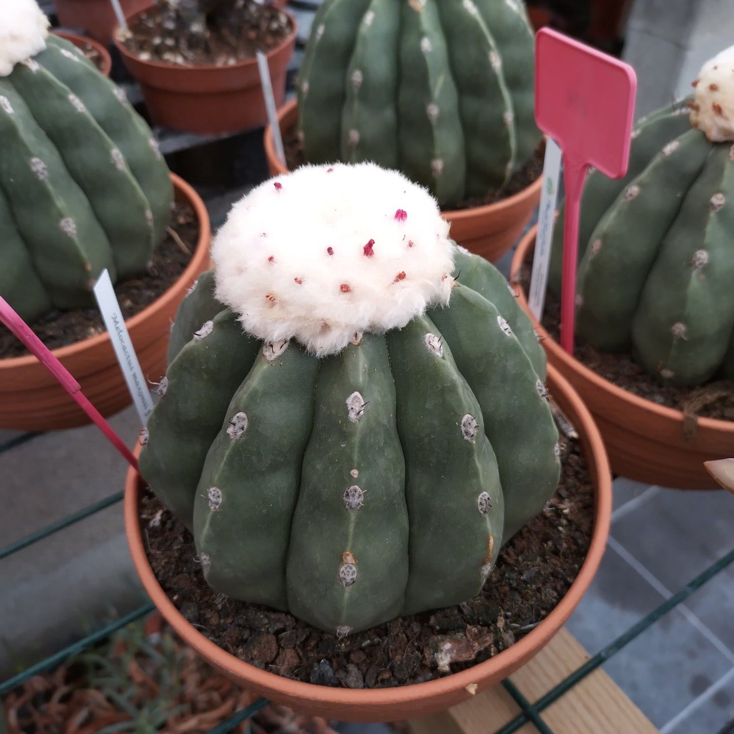 Melocactus maxonii f. inermis