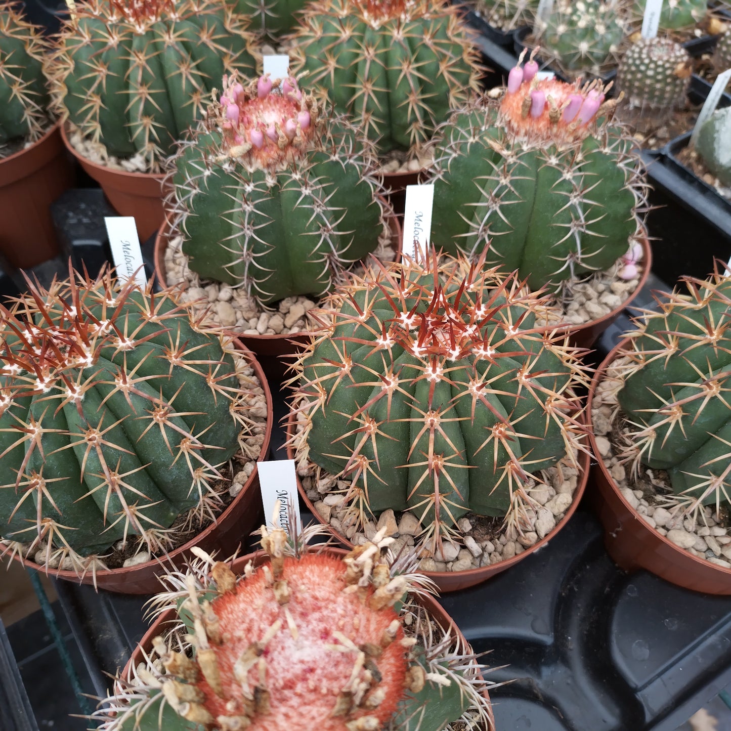 Melocactus concinnus