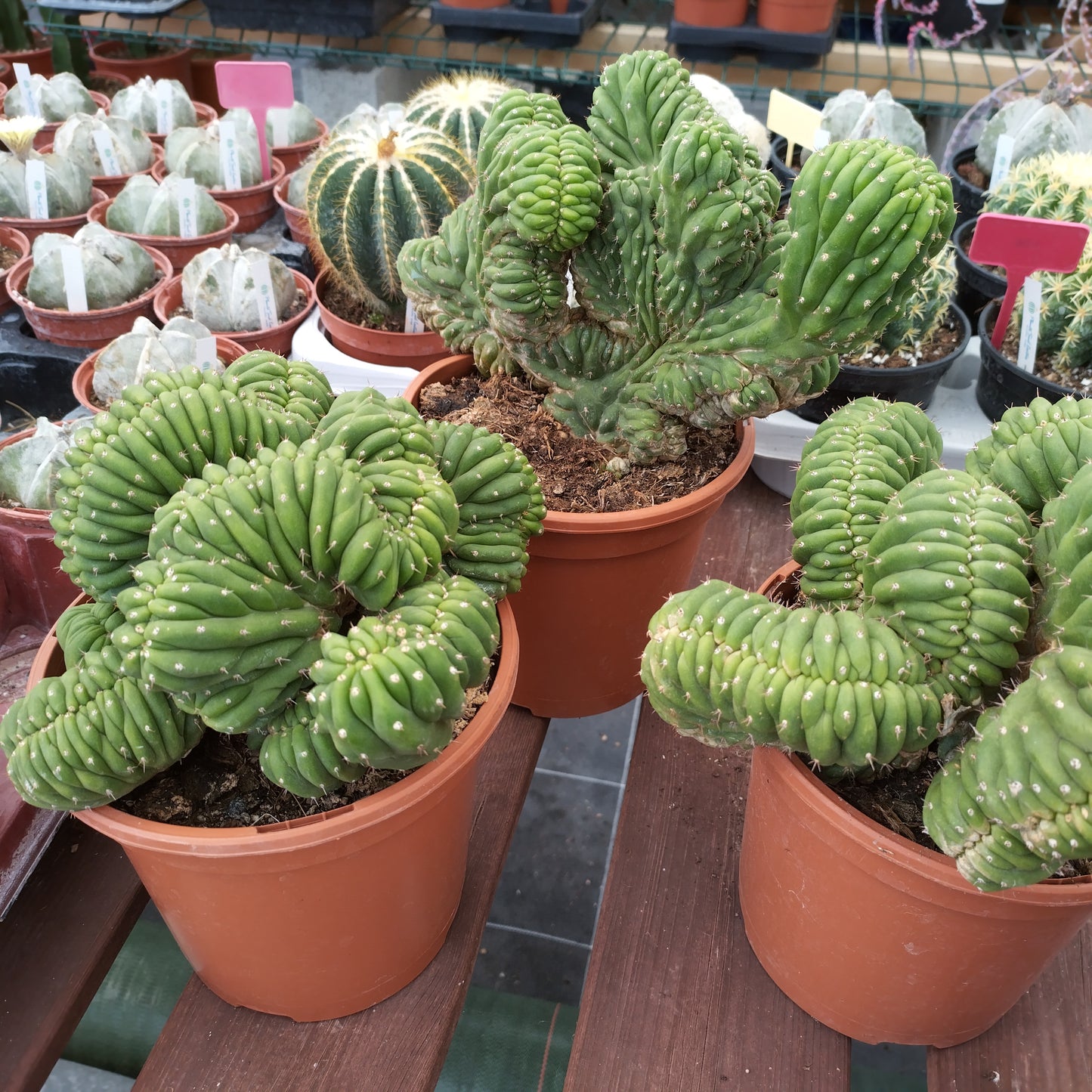 Trichocereus pachanoi f. cristata