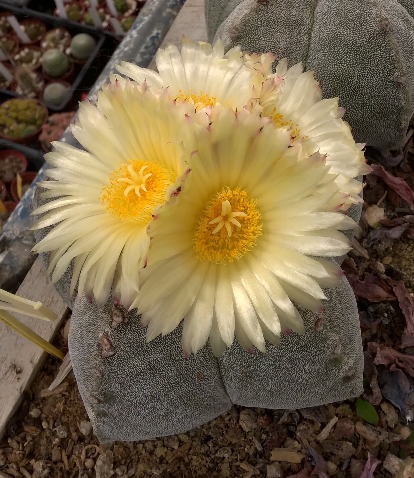 Astrophytum myriostigma