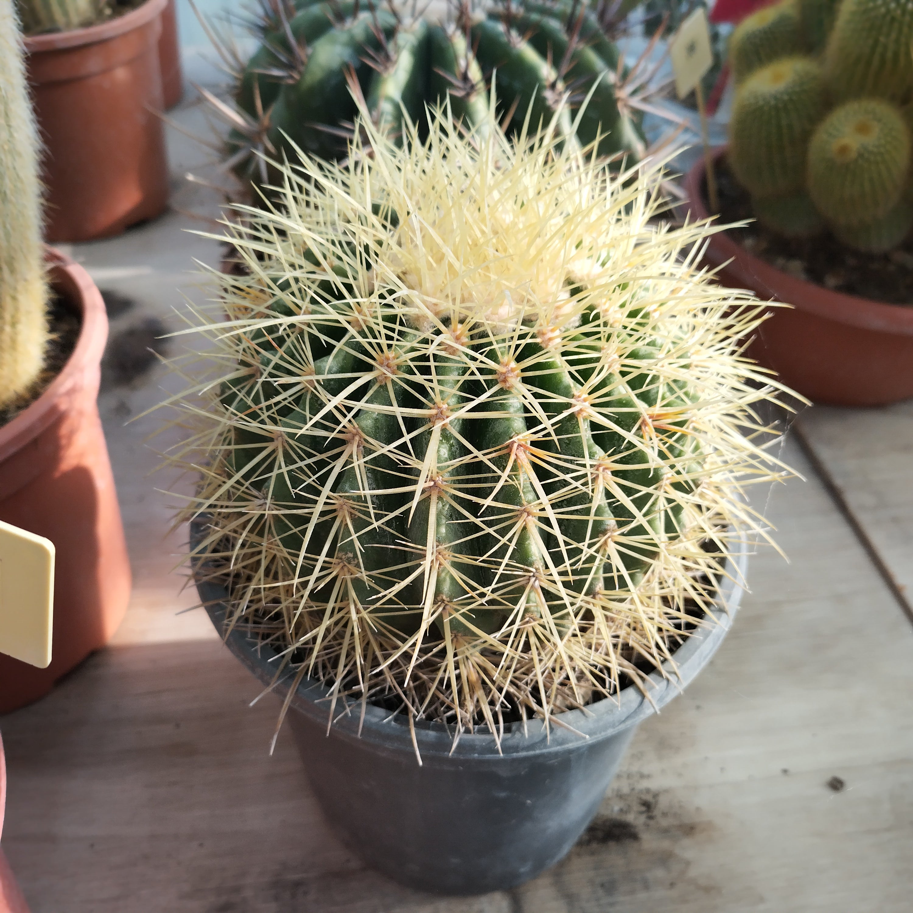 Cactus Redondo Decorativo DECOALIVE | Echinocactus Grusonii En Maceta 10cm | Altura 10-12cm | Bola De Oro | Fácil Cuidado