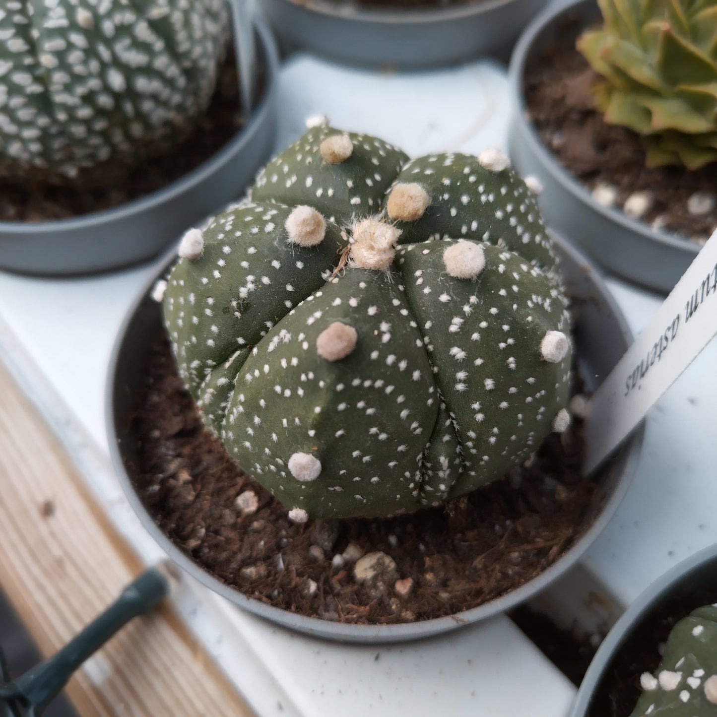 Astrophytum asterias