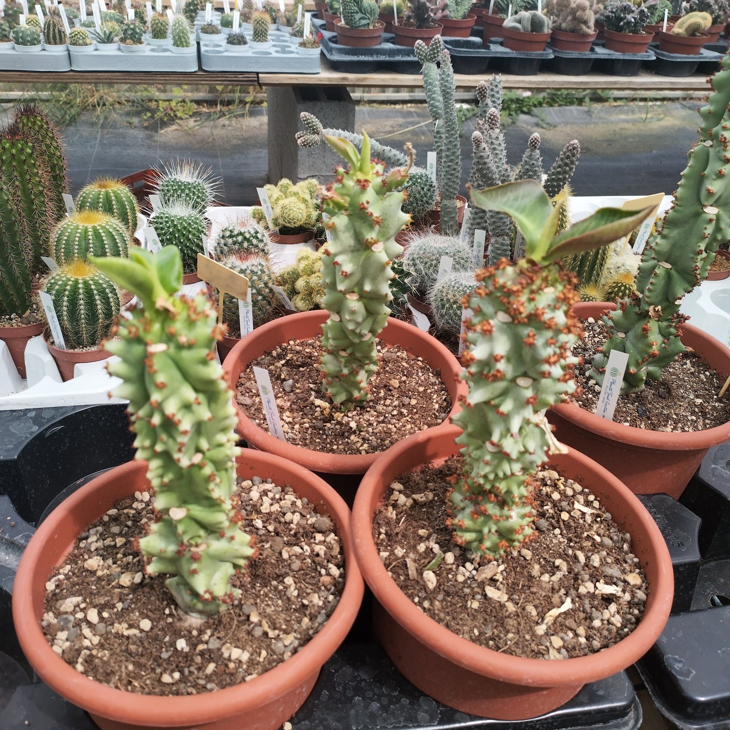 Monadenium spectabile