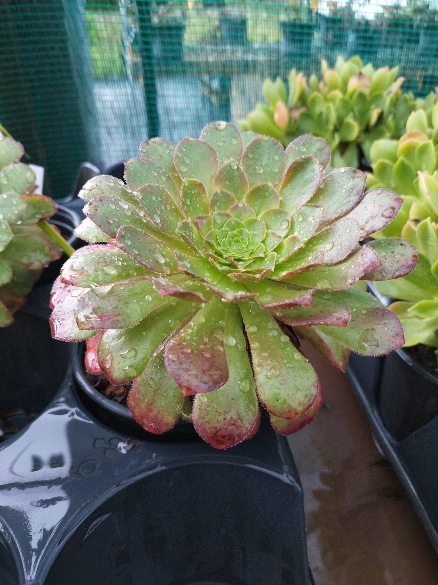 Samponium® 'Sienna'
