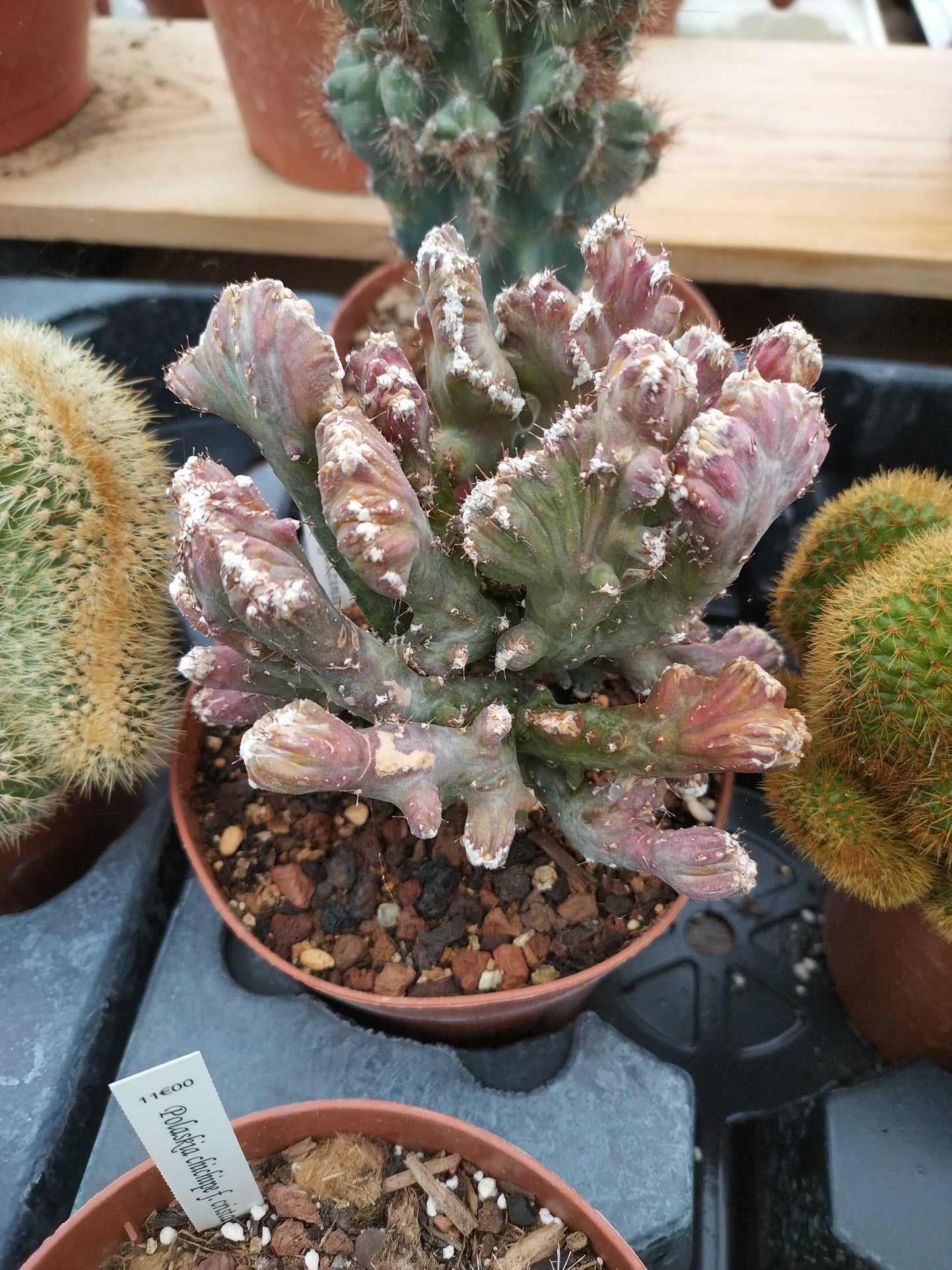 Monvillea spegazzinii f. cristata