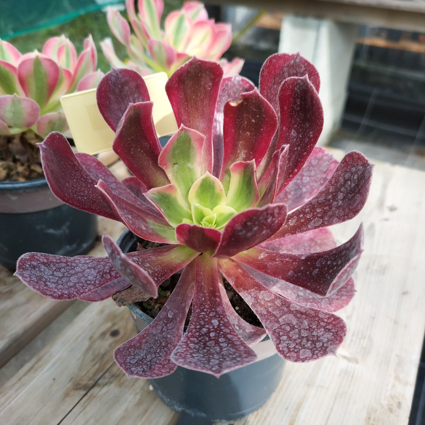 Aeonium 'Medusa'