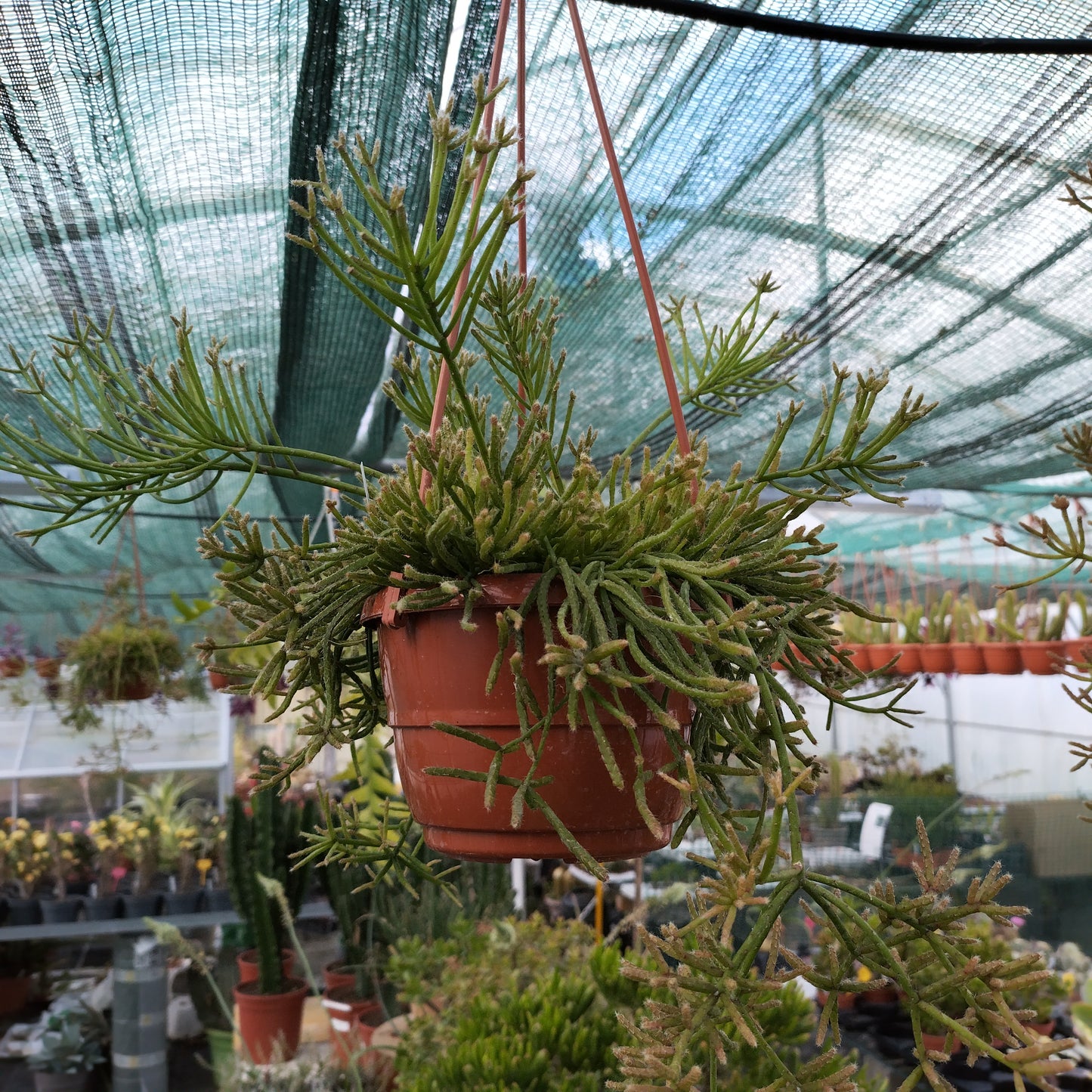 Rhipsalis (sp)