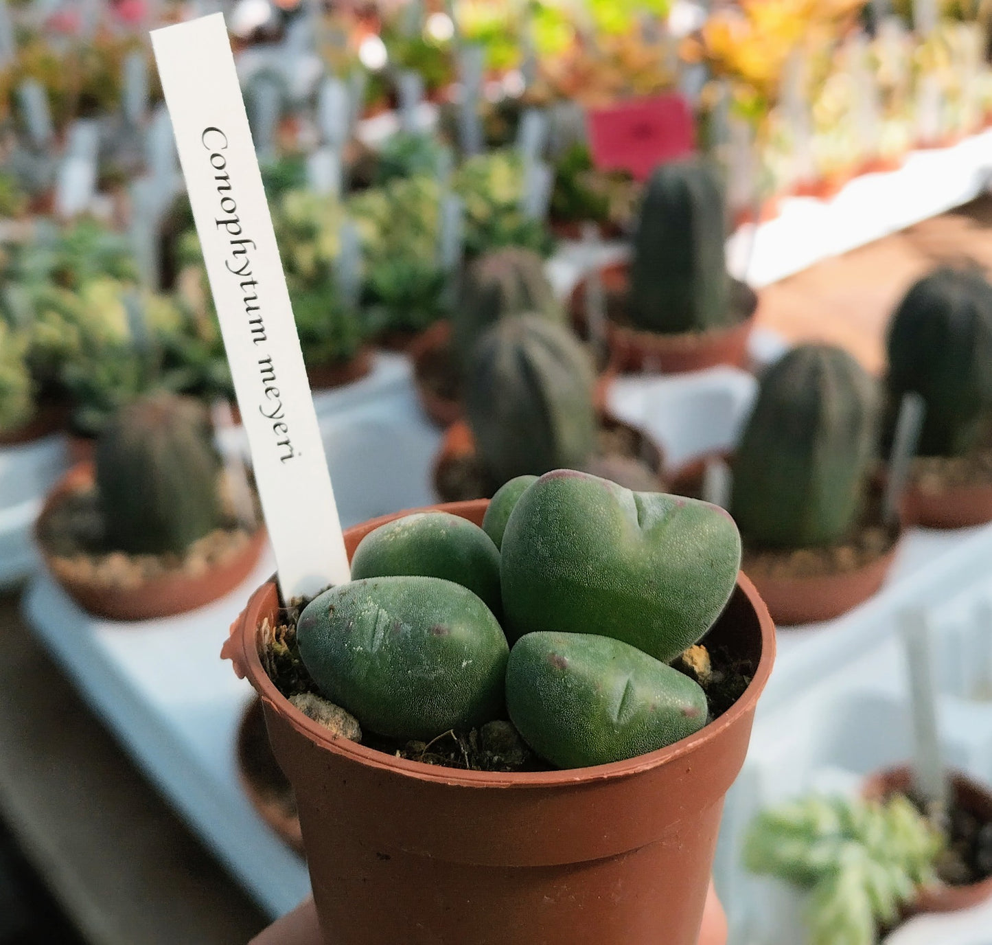 Conophytum meyeri