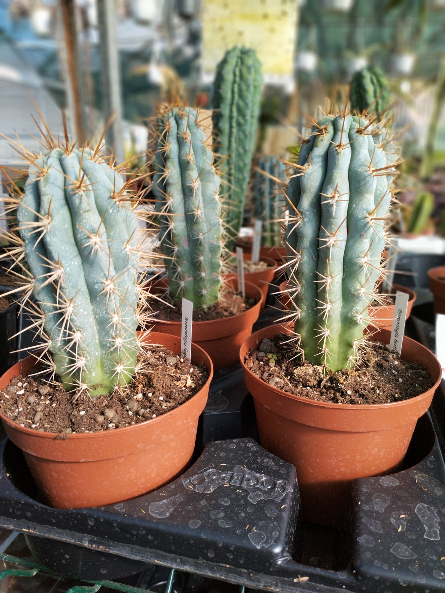 Browningia hertlingiana