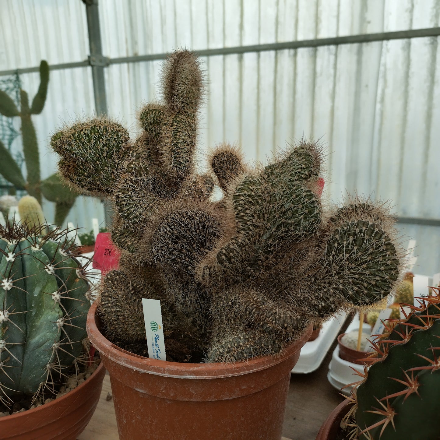 Cereus serpentinus f. cristata