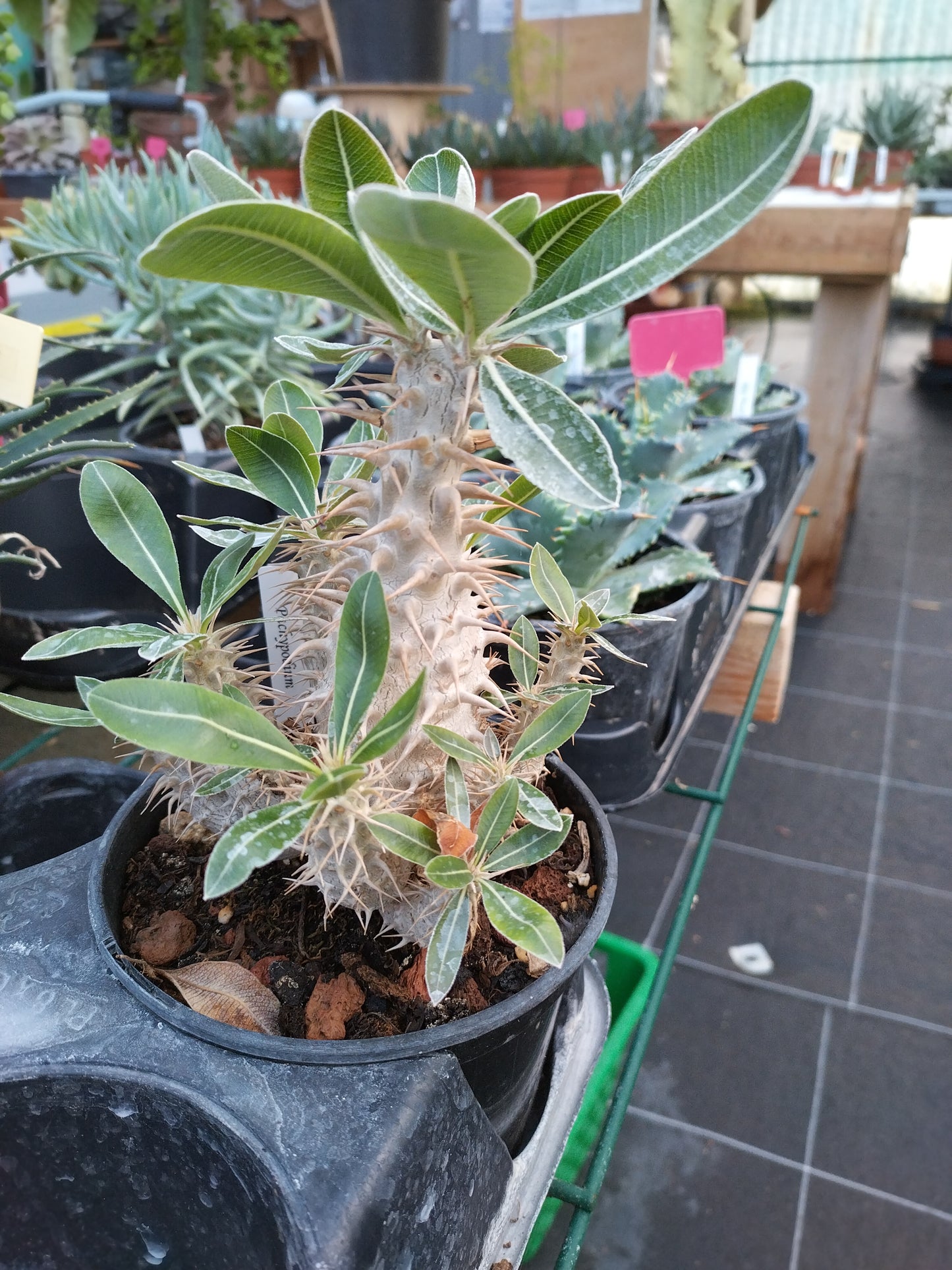 Pachypodium sp. (Hybride)