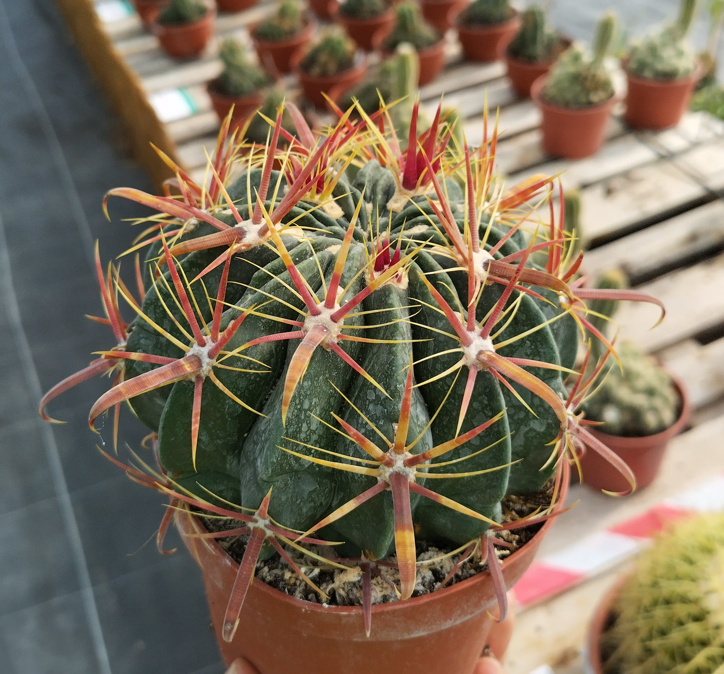 Ferocactus latispinus