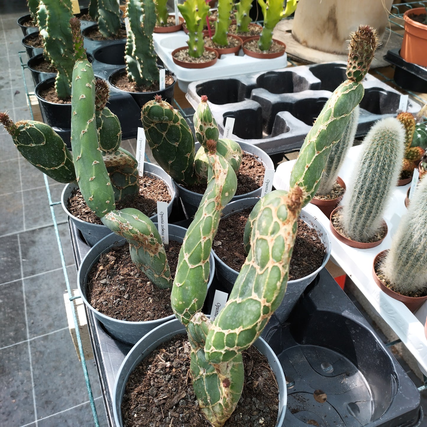 Opuntia zebrina reticulata