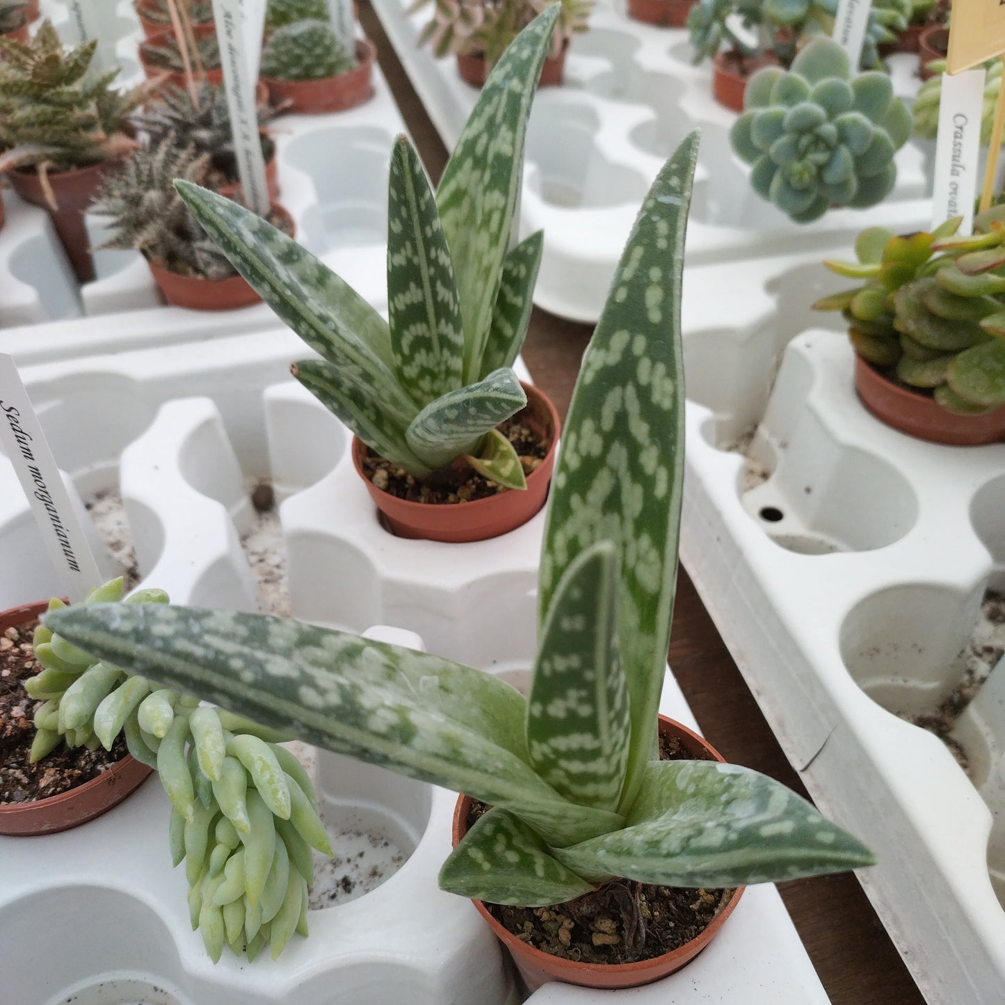 Aloe variegata