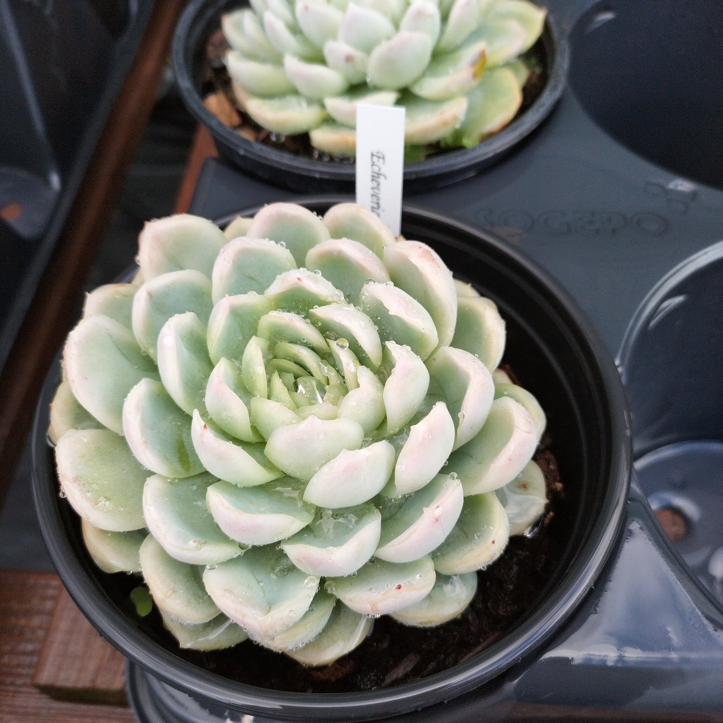 Echeveria elegans