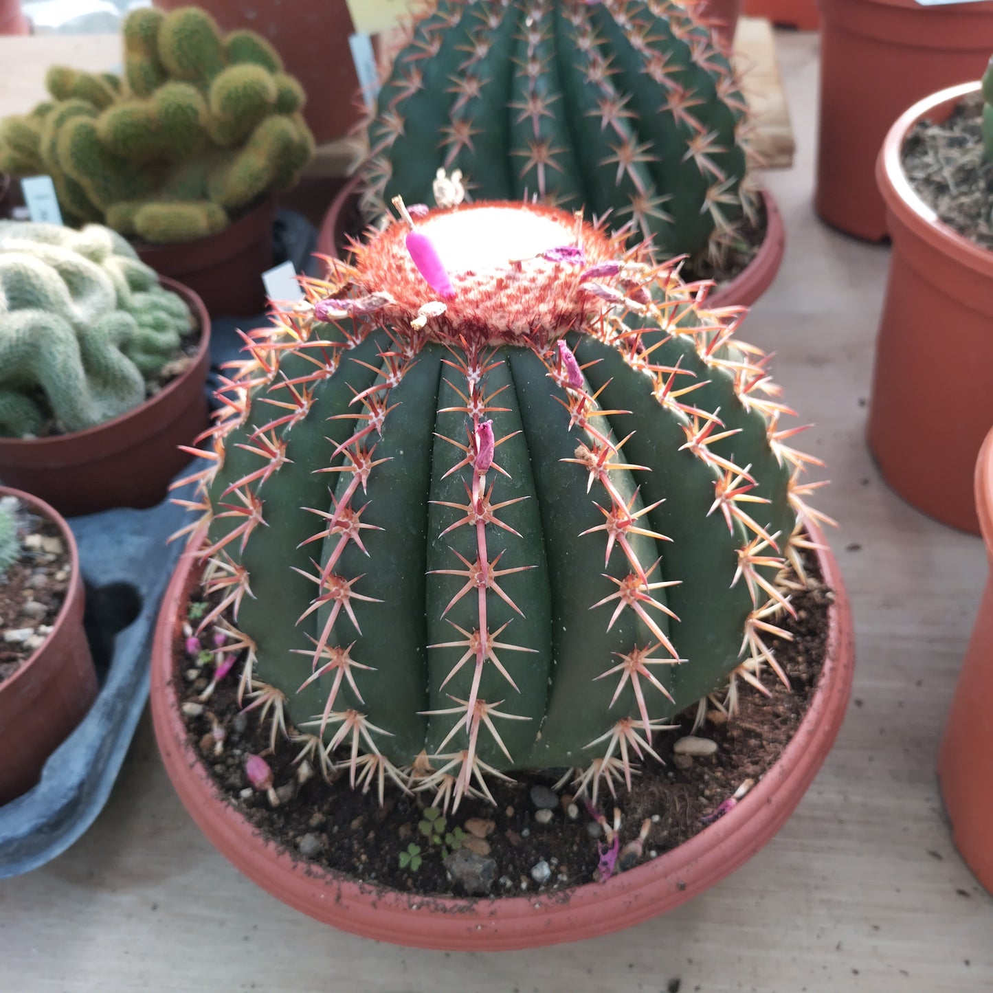 Melocactus curvispinus